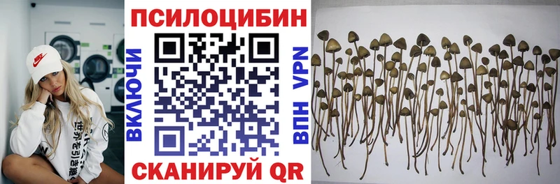 Галлюциногенные грибы Psilocybine cubensis  Терек 
